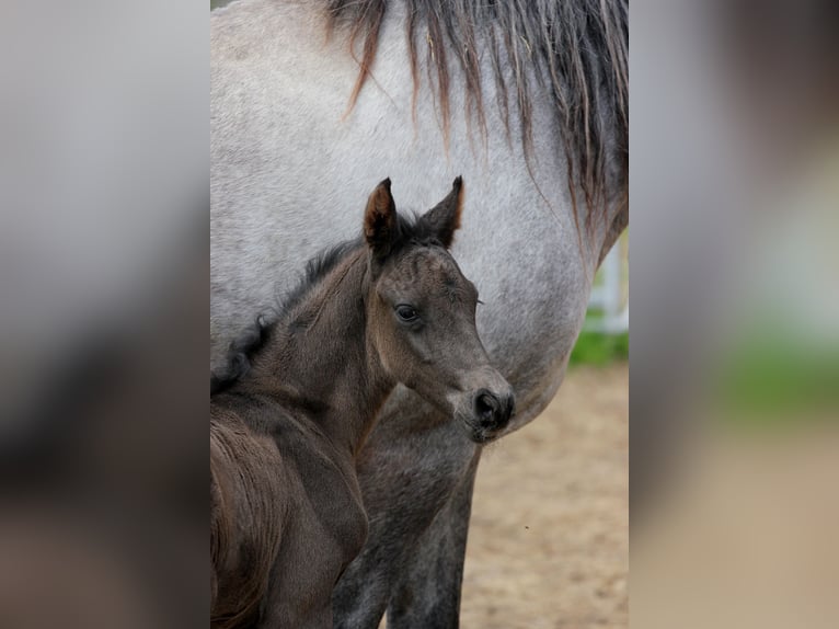 Shagya Arabian Hongre 1 Année Noir in Kladruby