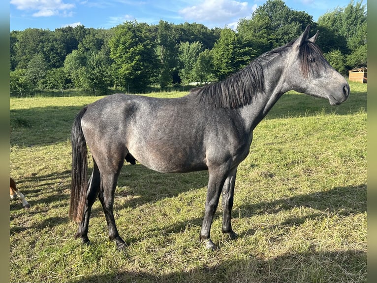 Shagya Arabian Hongre 2 Ans 152 cm Gris in Aukrug