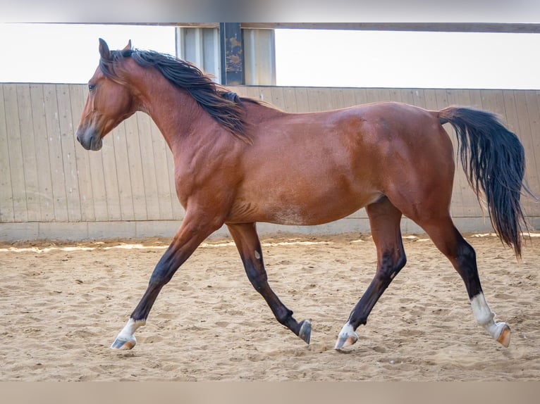 Shagya Arabian Hongre 2 Ans 157 cm Bai cerise in Köhn