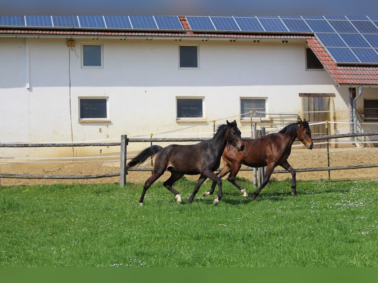 Shagya Arabian Hongre 2 Ans Bai in Tiefenbach