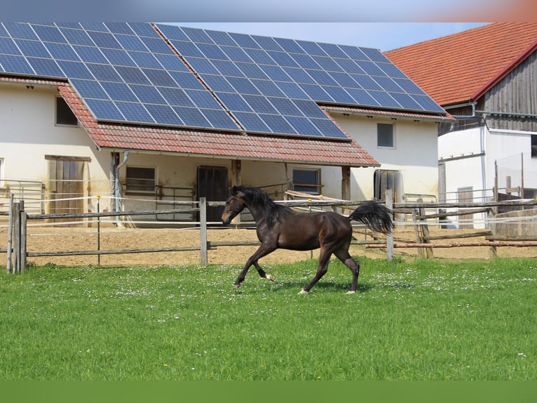 Shagya Arabian Hongre 2 Ans Bai in Tiefenbach