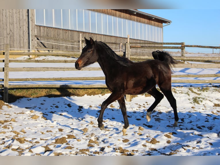Shagya Arabian Hongre 2 Ans Bai in Tiefenbach
