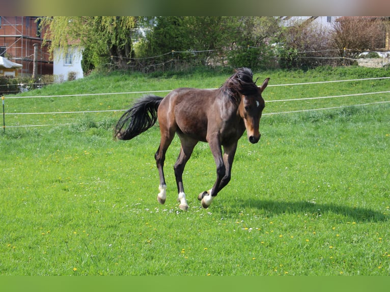 Shagya Arabian Hongre 2 Ans Bai in Tiefenbach