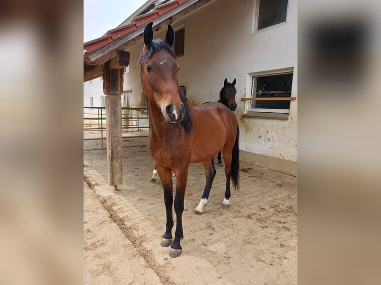 Shagya Arabian Hongre 2 Ans Bai in Tiefenbach