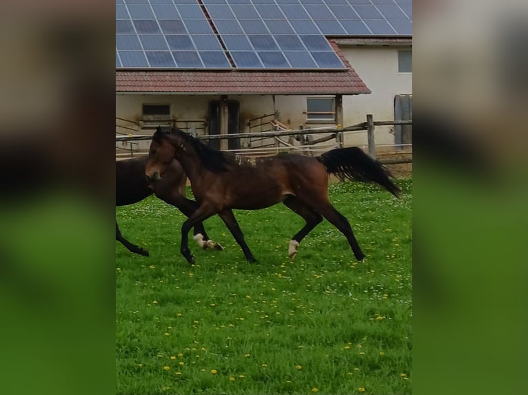 Shagya Arabian Hongre 2 Ans Bai in Tiefenbach