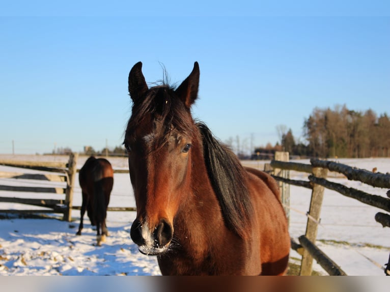 Shagya Arabian Hongre 2 Ans Bai in Tiefenbach