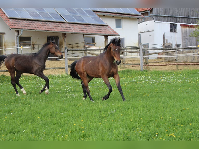 Shagya Arabian Hongre 2 Ans Bai in Tiefenbach