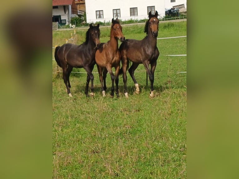 Shagya Arabian Hongre 2 Ans Bai in Tiefenbach