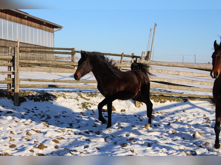 Shagya Arabian Hongre 2 Ans Bai in Tiefenbach