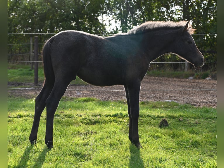 Shagya Arabian Hongre 2 Ans Gris in Aukrug