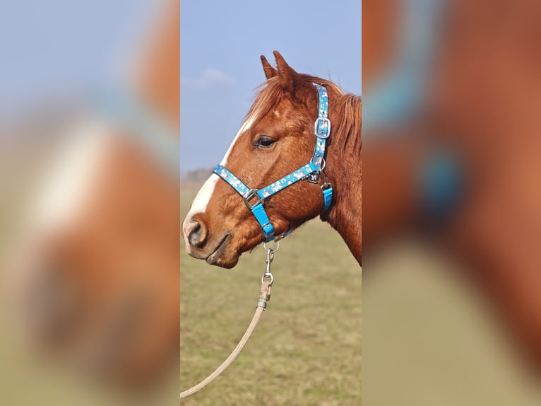 Shagya Arabian Hongre 3 Ans 154 cm Alezan in plzen