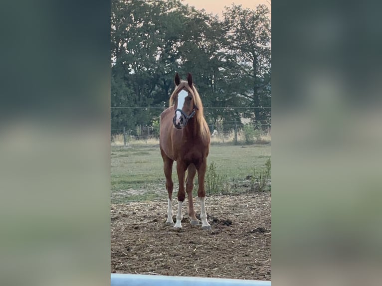 Shagya Arabian Hongre 4 Ans 152 cm Alezan in Pettenbach