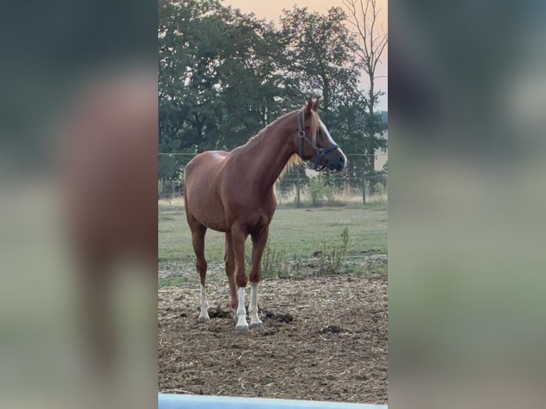 Shagya Arabian Hongre 4 Ans 152 cm Alezan in Pettenbach