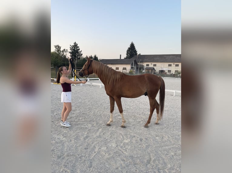 Shagya Arabian Hongre 4 Ans 152 cm Alezan in Pettenbach