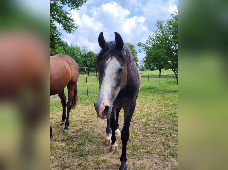 Shagya Arabian Hongre 4 Ans 160 cm Gris in Kümmersbruck