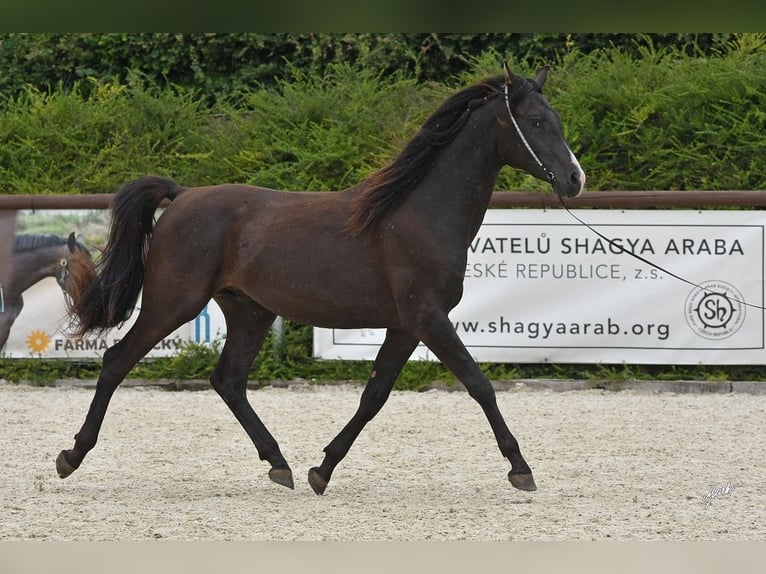 Shagya Arabian Hongre 4 Ans Noir in Kladruby