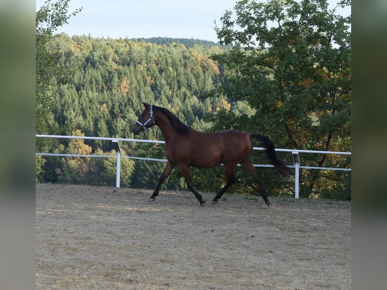 Shagya Arabian Hongre 5 Ans 153 cm Bai in Neuhaus in der Wart