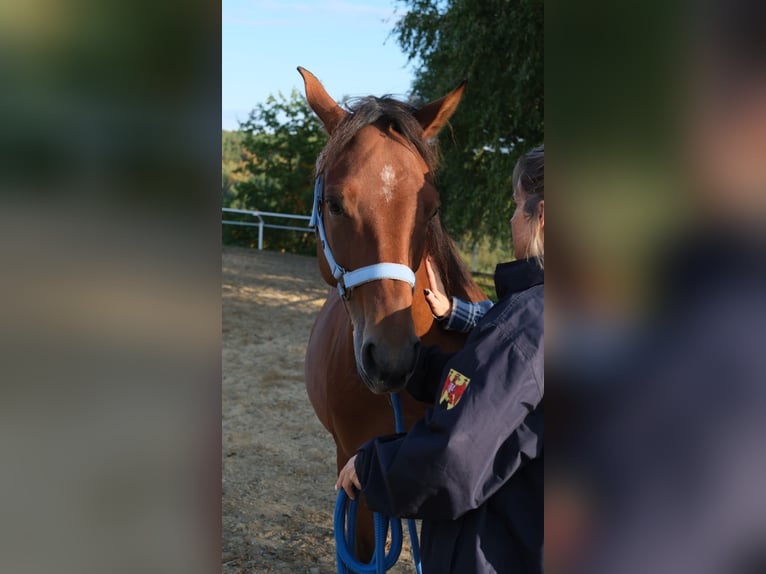 Shagya Arabian Hongre 5 Ans 153 cm Bai in Neuhaus in der Wart
