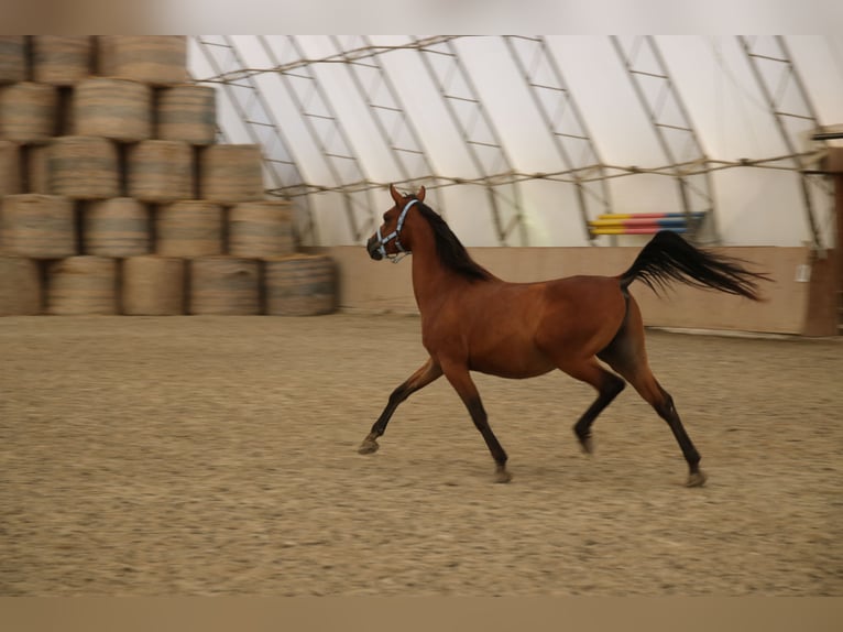 Shagya Arabian Hongre 5 Ans 154 cm Bai in Neuhaus in der Wart