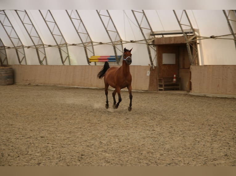 Shagya Arabian Hongre 5 Ans 154 cm Bai in Neuhaus in der Wart