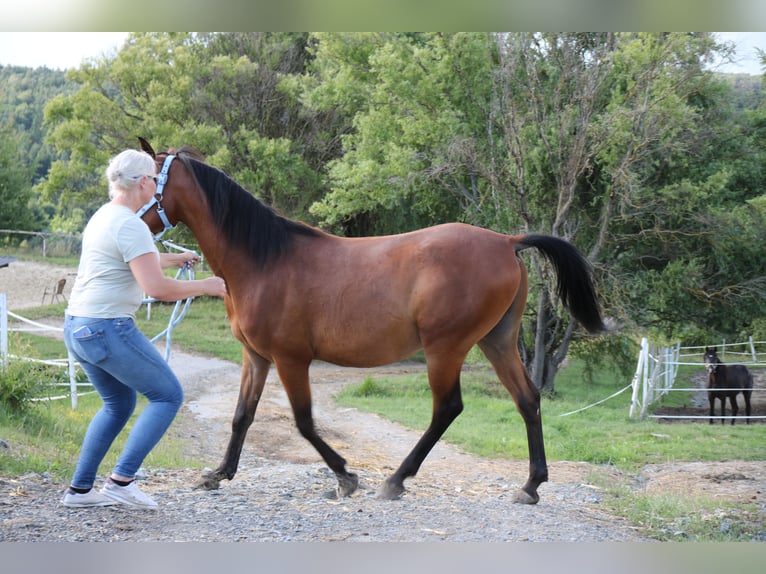 Shagya Arabian Hongre 5 Ans 154 cm Bai in Neuhaus in der Wart