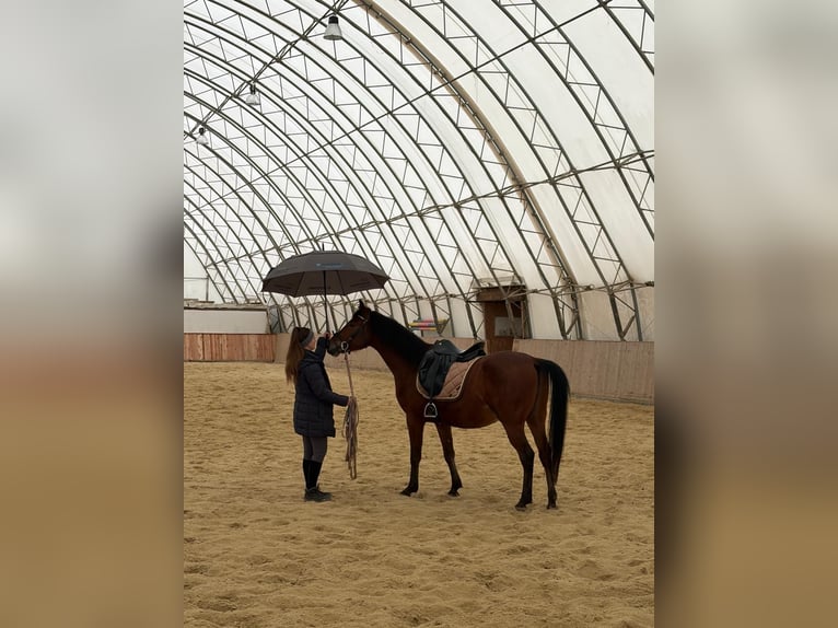 Shagya Arabian Hongre 6 Ans 153 cm Bai in Neuhaus in der Wart