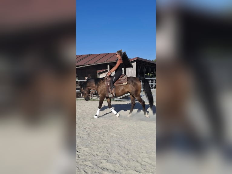 Shagya Arabian Hongre 7 Ans 150 cm Bai in Oberbergkirchen