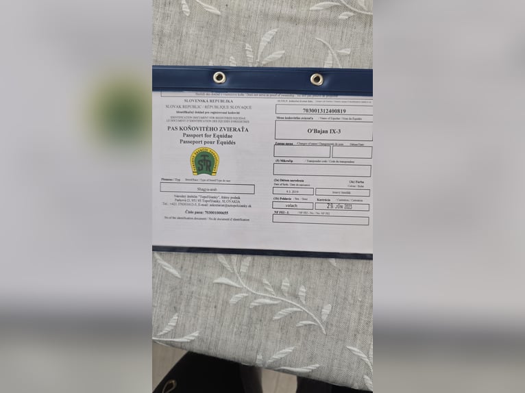 Shagya Arabian Hongre 7 Ans 163 cm Gris in Zielona Góra