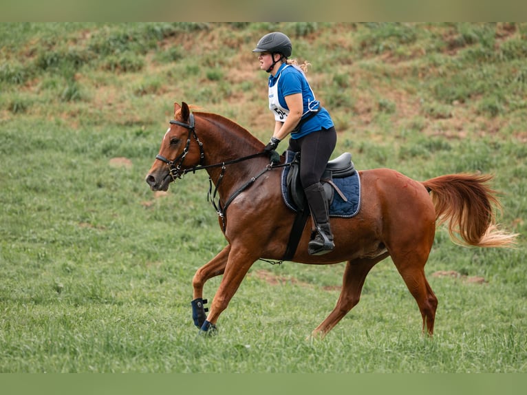 Shagya Arabian Hongre 9 Ans Alezan in Urtenen-Schönbühl