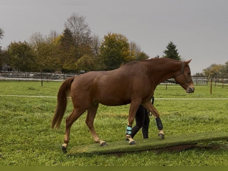 Shagya Arabian Hongre 9 Ans Alezan in Urtenen-Schönbühl