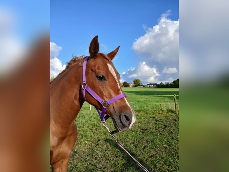 Shagya Arabian Jument 11 Ans 153 cm Alezan in Gl&#xFC;cksburg