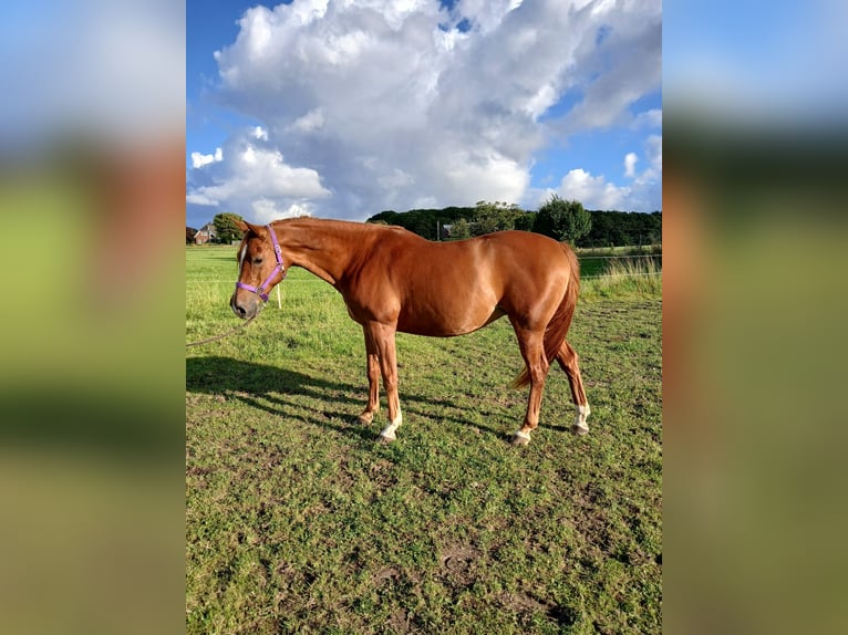 Shagya Arabian Jument 11 Ans 153 cm Alezan in Gl&#xFC;cksburg