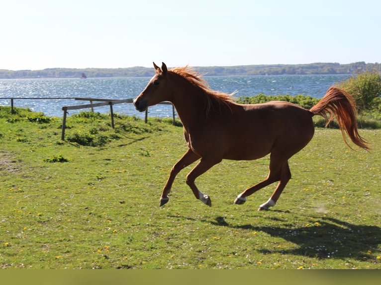 Shagya Arabian Jument 11 Ans 153 cm Alezan in Gl&#xFC;cksburg