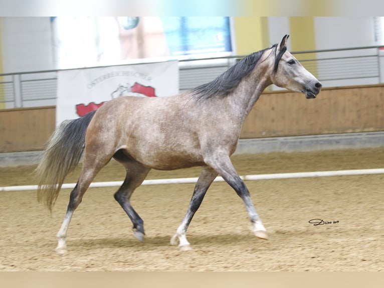 Shagya Arabian Jument 12 Ans 153 cm Gris moucheté in Brennberg