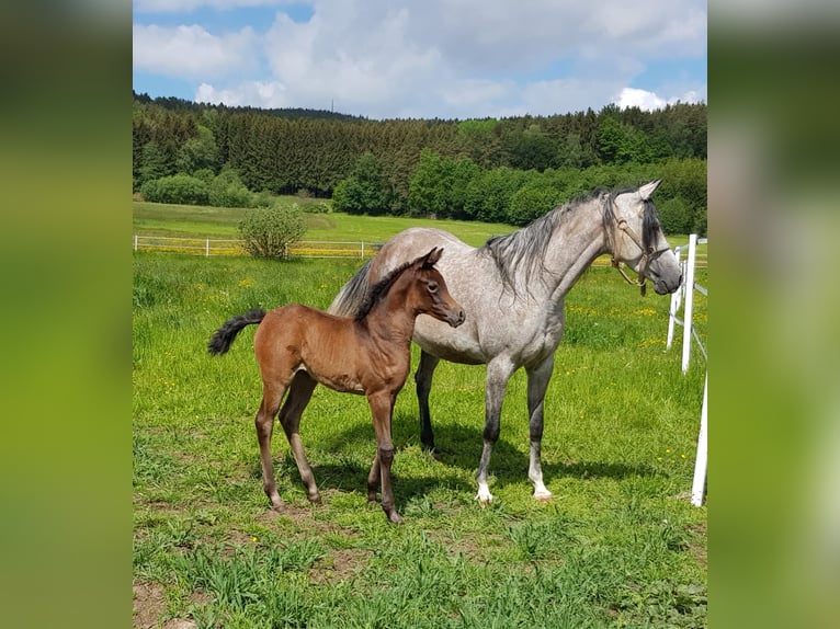 Shagya Arabian Jument 12 Ans 153 cm Gris moucheté in Brennberg