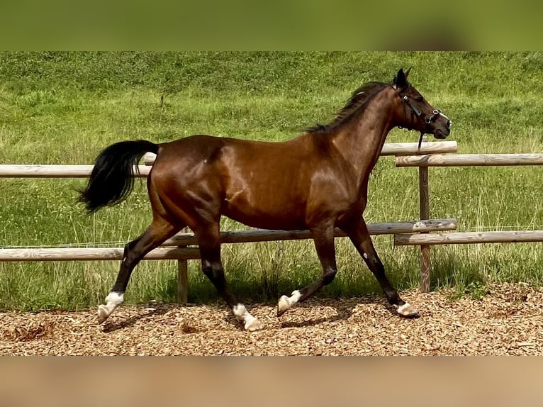 Shagya Arabian Jument 12 Ans 154 cm Bai in Heuweiler