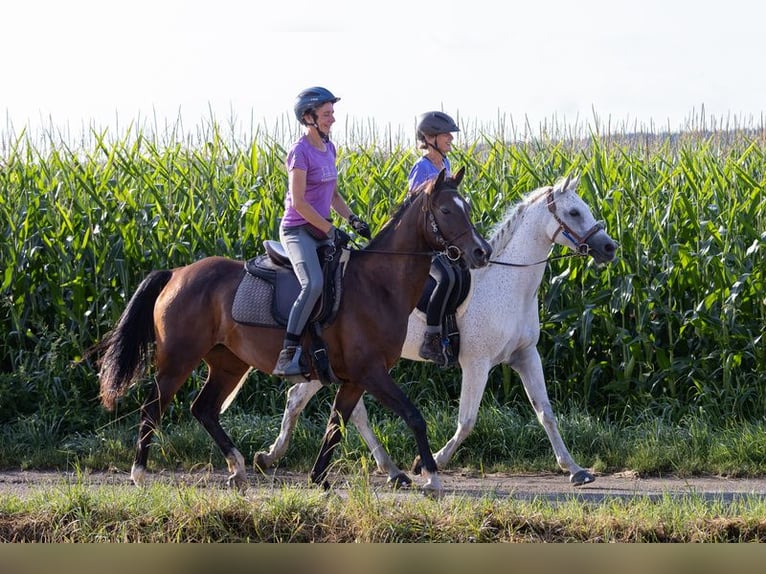 Shagya Arabian Jument 12 Ans 154 cm Bai in Heuweiler