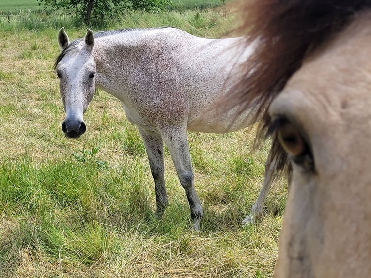 Shagya Arabian Jument 15 Ans 156 cm Gris moucheté in Leimen