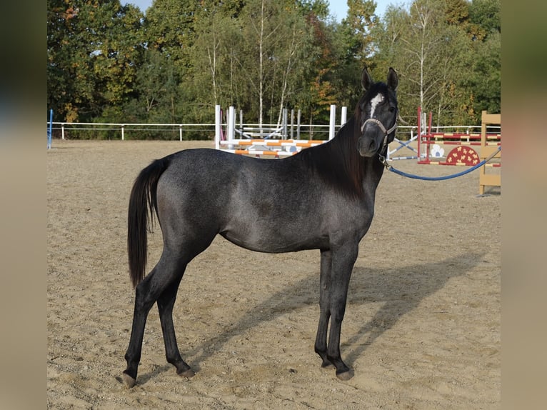Shagya Arabian Jument 1 Année 155 cm Gris in Neuhaus in der Wart