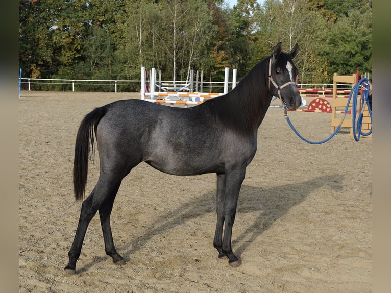 Shagya Arabian Jument 1 Année 155 cm Gris in Neuhaus in der Wart