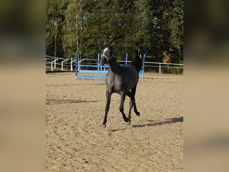 Shagya Arabian Jument 1 Année 155 cm Gris in Neuhaus in der Wart