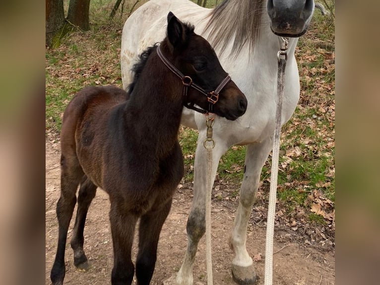 Shagya Arabian Jument 1 Année 157 cm Peut devenir gris in Rotenburg an der Fulda