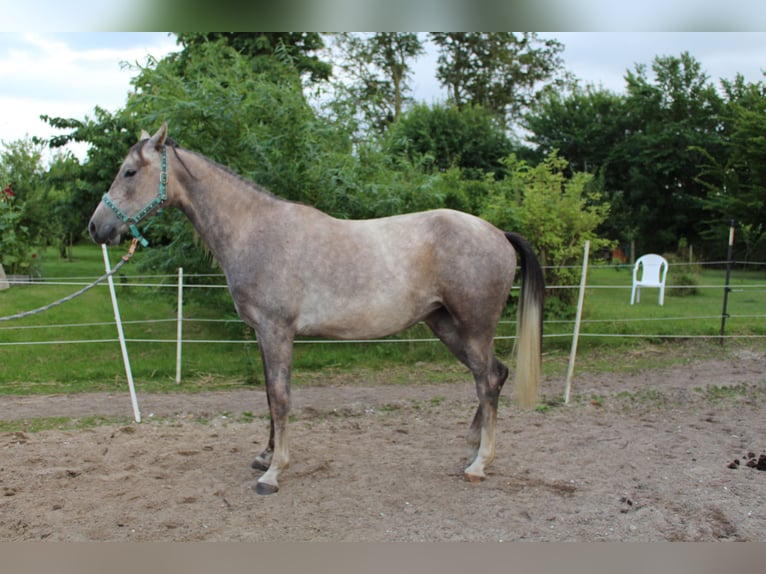 Shagya Arabian Jument 2 Ans 153 cm Aubère in Gl&#xFC;cksburg