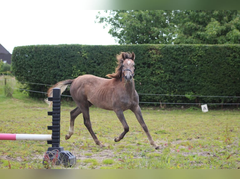 Shagya Arabian Jument 2 Ans 153 cm Aubère in Gl&#xFC;cksburg