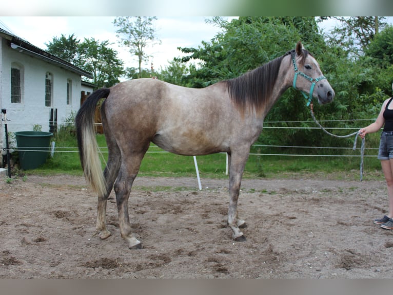 Shagya Arabian Jument 2 Ans 153 cm Aubère in Gl&#xFC;cksburg