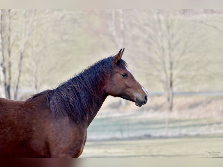 Shagya Arabian Jument 2 Ans 155 cm Bai cerise in Kaplice