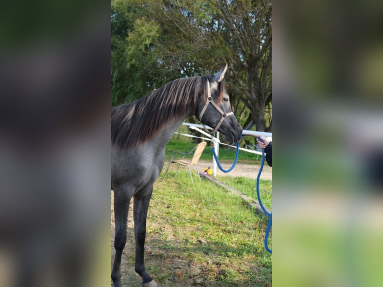 Shagya Arabian Jument 2 Ans 155 cm Gris in Neuhaus in der Wart