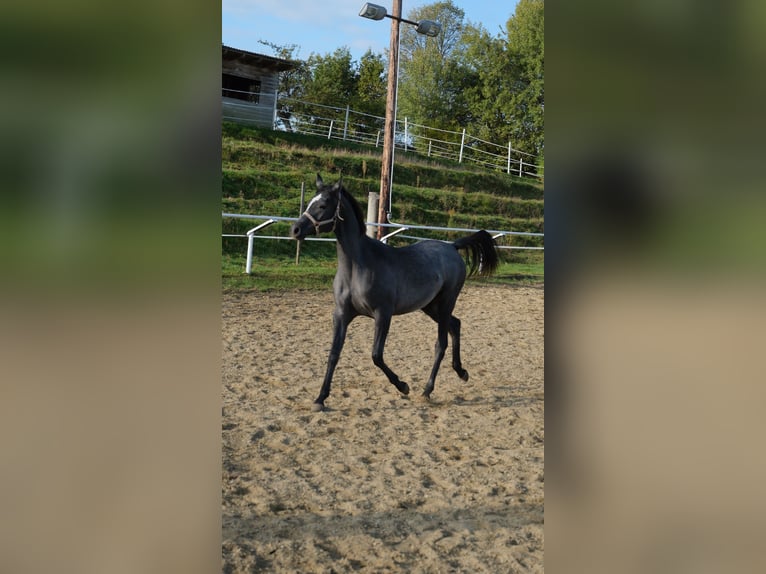 Shagya Arabian Jument 2 Ans 155 cm Gris in Neuhaus in der Wart