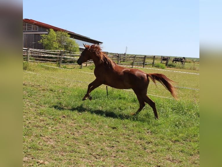 Shagya Arabian Jument 2 Ans 160 cm Alezan in Tiefenbach