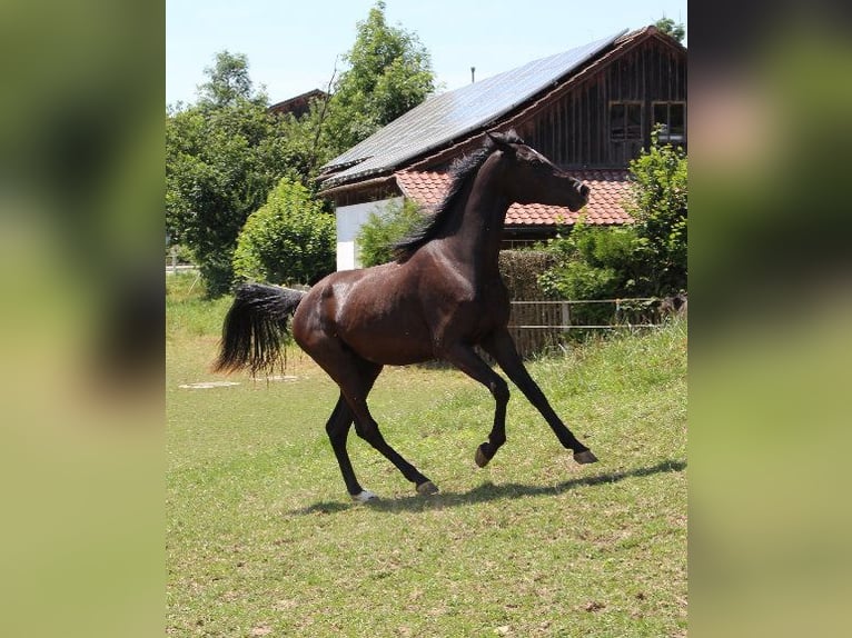 Shagya Arabian Jument 2 Ans 160 cm Noir in Tiefenbach